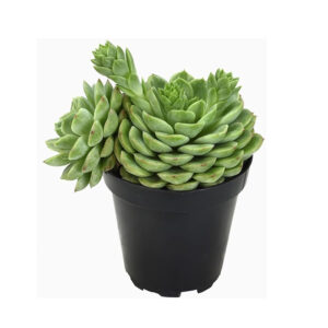 lime n chile echeveria succulent plants live succulents plants live with pot