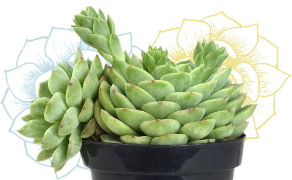lime n chile echeveria succulent plants live succulents plants live with pot, live indoor plants live houseplants live indoor house plants indoors live plants outdoor plants live plant