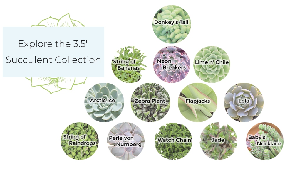 lime n chile echeveria succulent plants live succulents plants live with pot, live indoor plants live houseplants live indoor house plants indoors live plants outdoor plants live plant