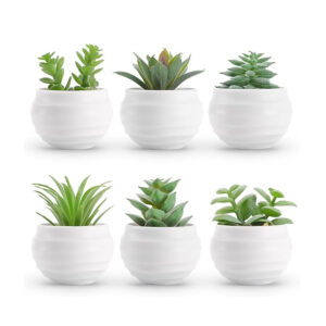 lime n chile echeveria succulent plants live succulents plants live with pot